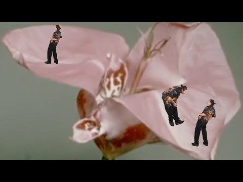 BIBIZA - So bei mir (prod. by BIBIZA)