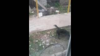 Картина. поповича не взяли на рыбалку