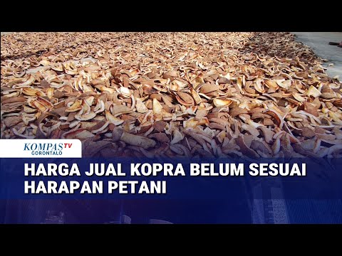 Harga Jual Kopra Belum Sesuai Harapan Petani
