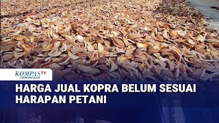 Download lagu Harga Jual Kopra Belum Sesuai Harapan Petani mp3 Download lagu Harga Jual Kopra Belum Sesuai Harapan Petani mp3