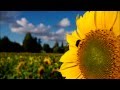 Nokia Lumia 1020 Video The Power Of Zoom Reinvented