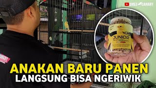 Download lagu How much is a good price for a weaned canary chick? Or should I just keep it for now, hehe? mp3 Download lagu How much is a good price for a weaned canary chick? Or should I just keep it for now, hehe? mp3