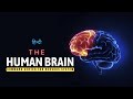 The Human Brain - Command Center for Nervous System - [Hindi] - Infinity Stream
