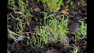 Squirming Corn Poppy Sprouts 2