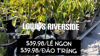 Lowe’s Riverside Đang Sale Lê Ngon Đào Trắng Chỉ $39.98 tt328