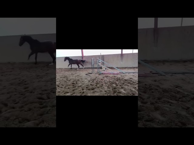 Gelding Selle Français For sale 2022 Bay