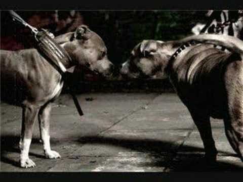 Whizzla-P, D-cold, Buttefly----P-town und K-town vereint