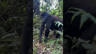Getting up close and personal with gorillas in Uganda