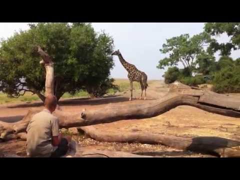 Giraffe at Ihaha Campsite