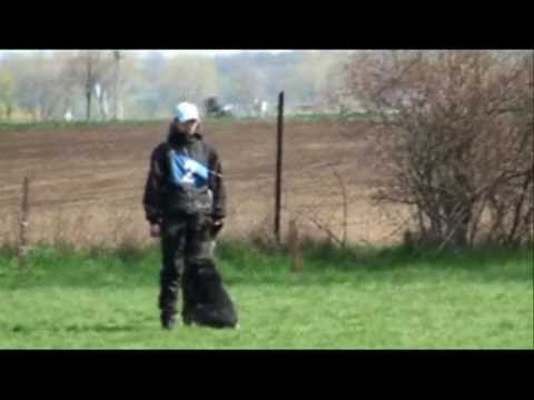 Mia od Natálky - Obedience - competition IPO1 - 3.place