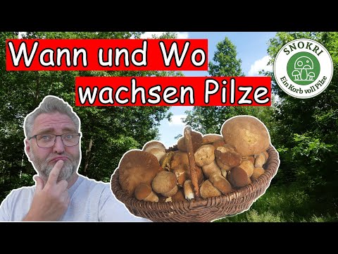 Wann und Wo wachsen Pilze - Tipps zur erfolgreichen Pilzsuche