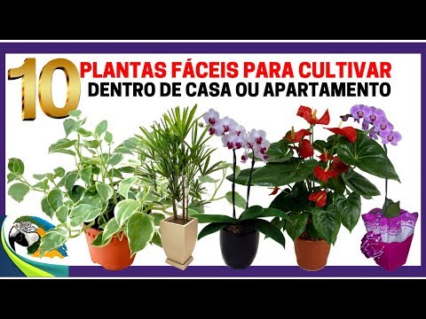 , title : '10 plantas fáceis para cultivar dentro de Casa ou Apartamento !!'