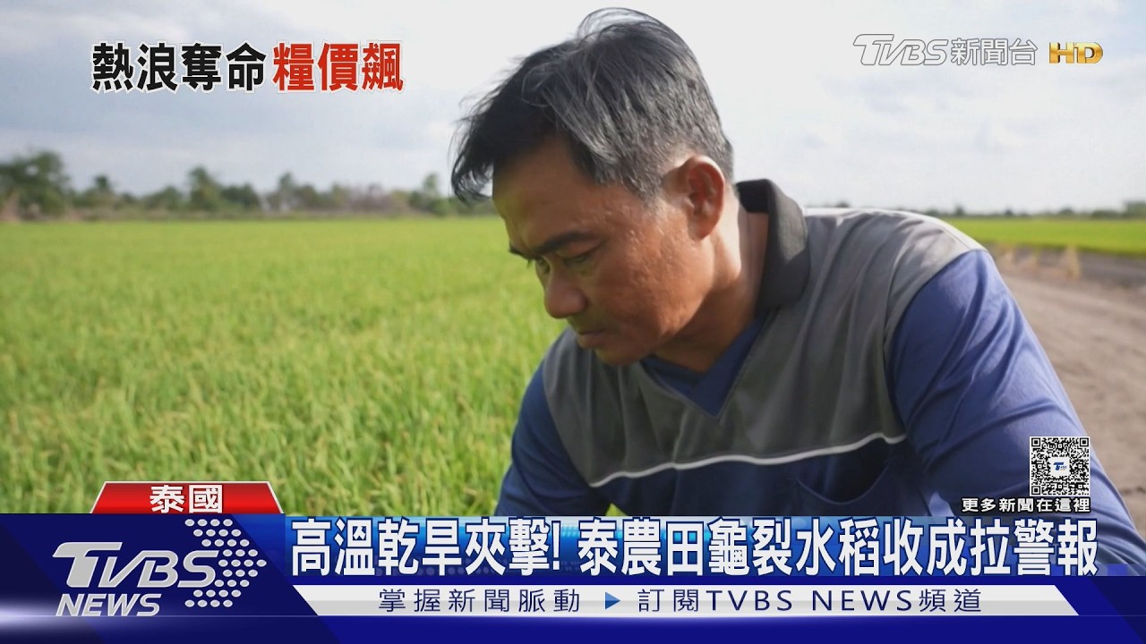 影音／聖嬰現象急速發威！泰國稻田龜裂　全球糧食價格創3年新高