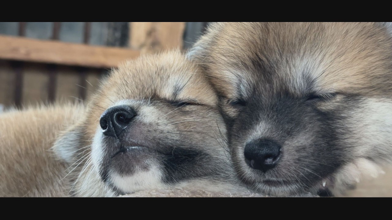 じいちゃんの秋田犬【大家族編】#42　そよ風と