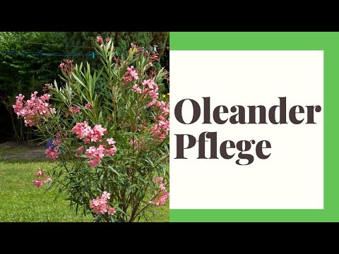 Oleander Pflege: Standort, Düngen, Vermehren etc.