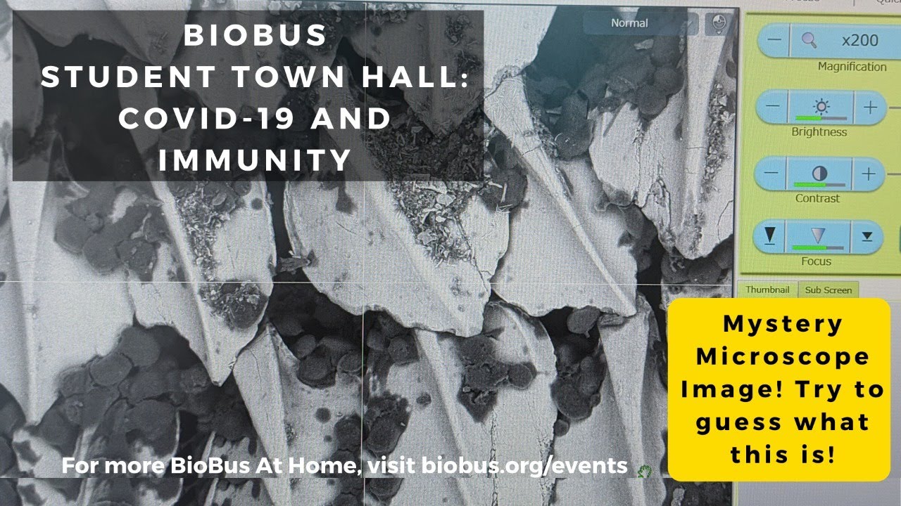 BioBus Student Town Hall: COVID-19 and the Immune System