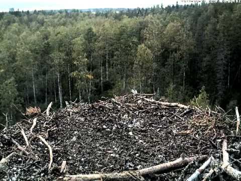 Osprey chicks kick their father and the prey out of the nest - he returns and brings the fish again