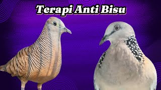 Download lagu Perkutut Lokal Suara Kristal Vs Tekukur Gayer Suara Bening, Obat Malas Bunyi mp3