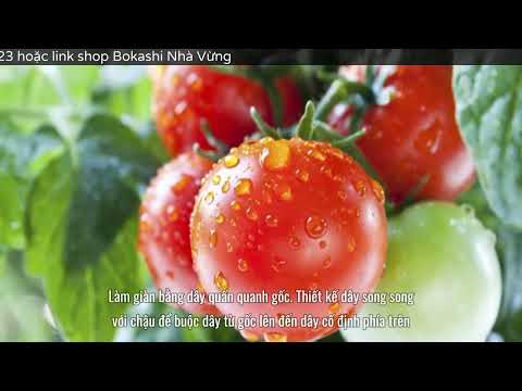 , title : '7 cách làm giàn đơn giản cho những cây cà chua sai trĩu quả'