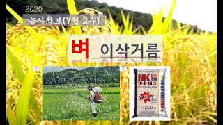 [농사정보] (7월2주)  벼_이삭거름