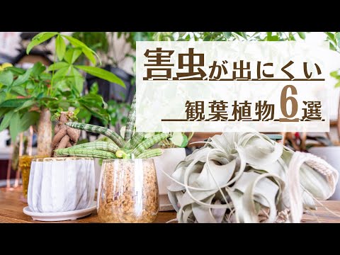 コモンチコリ 植物