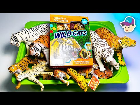 Wild Cats Big Cats Collection Tiger Lion Cheetah Jaguar Leopard Panther Serval Clouded Leopard