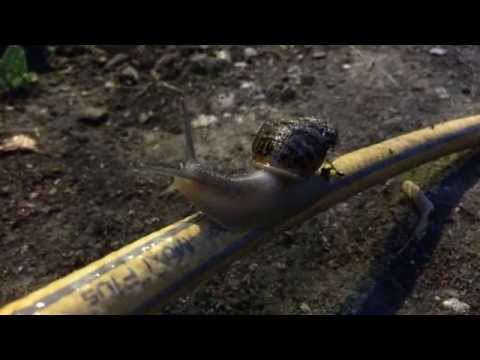 Garden Pests - How to Deal With Slugs and Snails - Stopping Slugs in Your Vegetable Garden