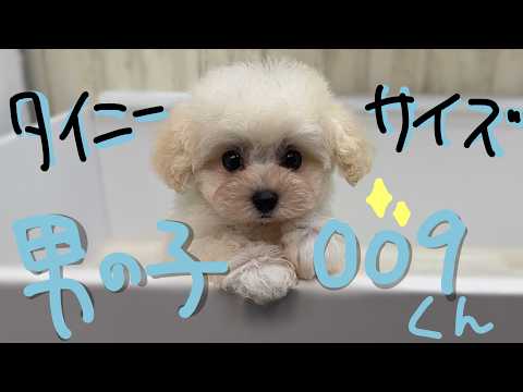 YouTube動画のサムネイル