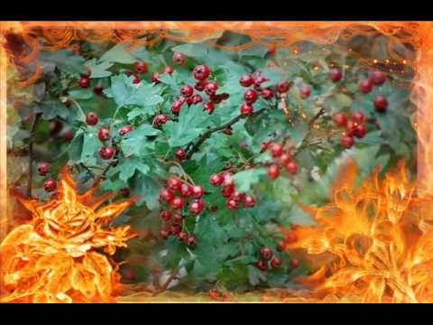 Dzień w kolorze śliwkowym