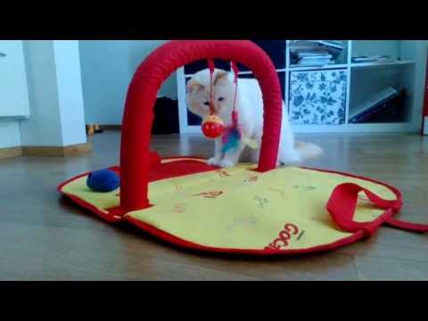 Go Cat Activity Centre, Sacred birman - Pyhä birma