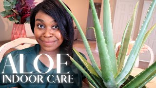 Aloe Vera Indoor Care | Succulents | Houseplants
