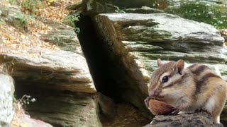 How to catch a Chipmunk // checking out the Wind Cave in Pequea PA // Vlog