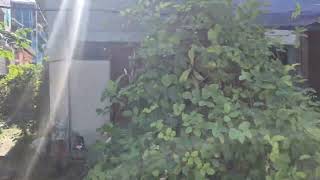  Residential Plot for Sale in Malbazar, Jalpaiguri