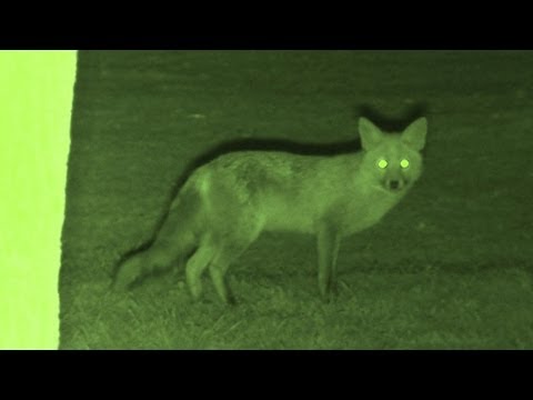 Foxing – Brilliant HD night vision fox shooting Foxing – Brilliant HD night vision fox shooting