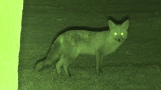 Foxing - Brilliant HD night vision fox shooting