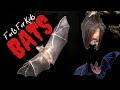 Facts About Bats For Kids - Kids Learning Videos