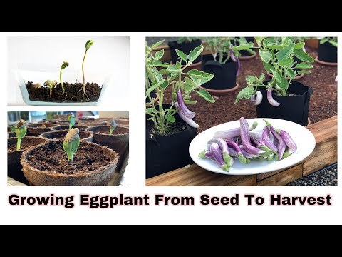 , title : 'How to grow eggplant from seed. Germinating Seeds in Paper Towel.'