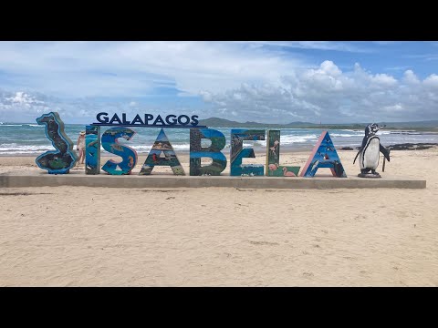 The Pink Iguana Isabela Galapagos 