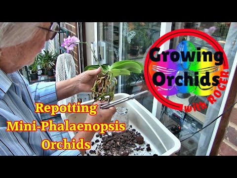 Repotting Mini-Phalaenopsis and Some Care Advice