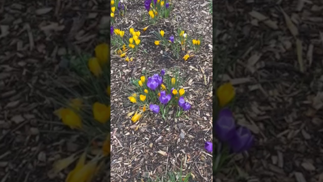 Video Thumbnail: Self-Care Day in Belfast