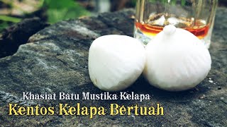 Download lagu Khasiat Batu Mustika Kelapa Asli... mp3