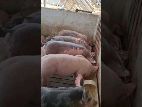 Criação de suínos no município de São Paulo do Potengi-RN.