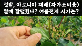 텃밭, 아로니아 재배(자가소비용) 열매 잘 맺혔나? 여름전지 시기와 방법은?
