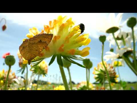 Biodiversitet CHFOTO   version 1