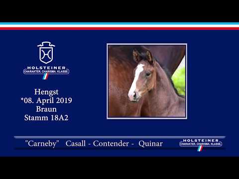Holsteiner Fohlenauktion am 15. Juni 2019 | Nr. 11 - Carneby v. Casall-Contender