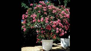 Alain Bashung - Au pavillon des lauriers