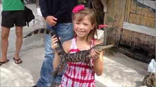 preview picture of video 'Everglades - Airboat Ride - Cool Gator Footage'