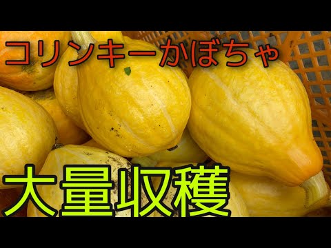 かぼちゃは生で食べられますか? 植物