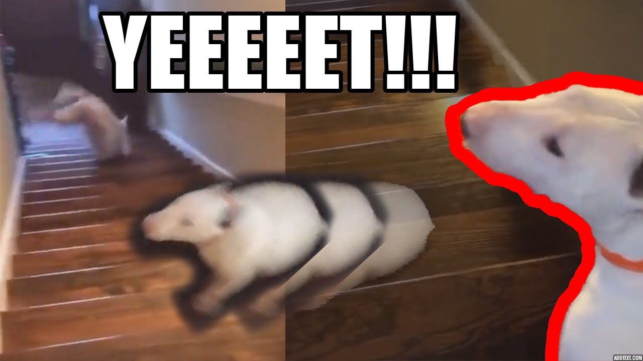 Doggo YEETS Staircase - White Bull Terrier Jump TikTok Meme