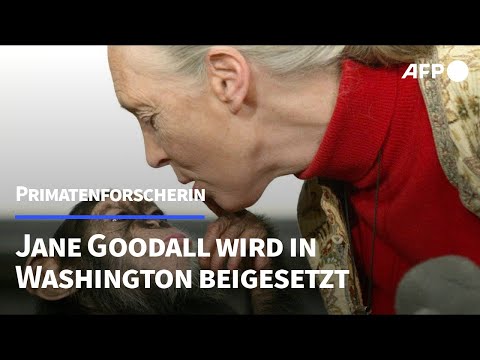 Video Thumbnail: Jane Goodall - ein Leben für die Schimpansen | AFP